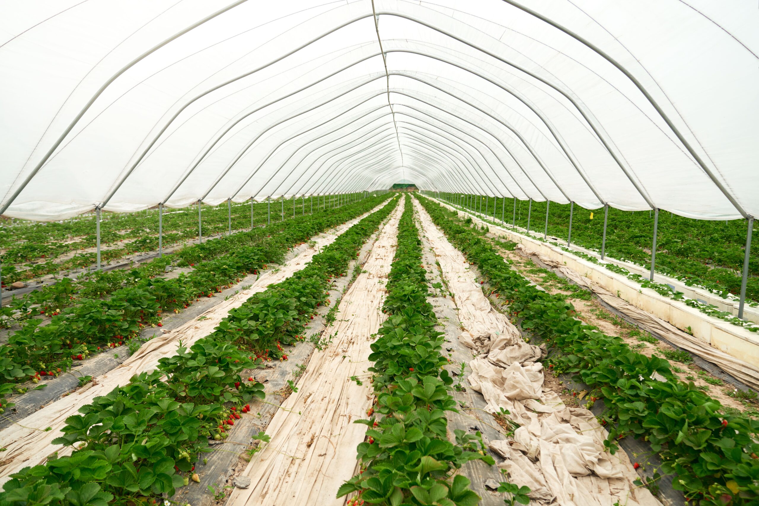 Shade net image 1